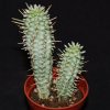 Euphorbia mammillaris varieg-art81